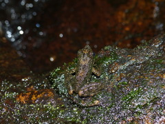Mantidactylus