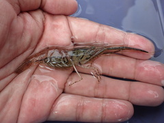 Macrobrachium formosense