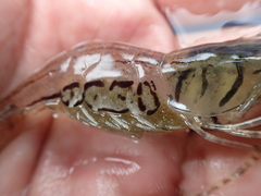 Macrobrachium formosense