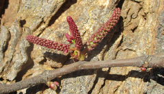 Senegalia nigrescens