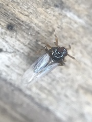 Isodelphax basivitta