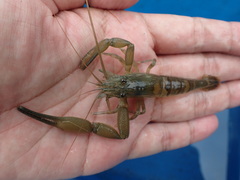 Macrobrachium lepidactyloides