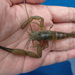 Malayan Scale Prawn - Photo (c) jenny20030123, some rights reserved (CC BY-NC)