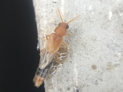 Distremocephalus texanus