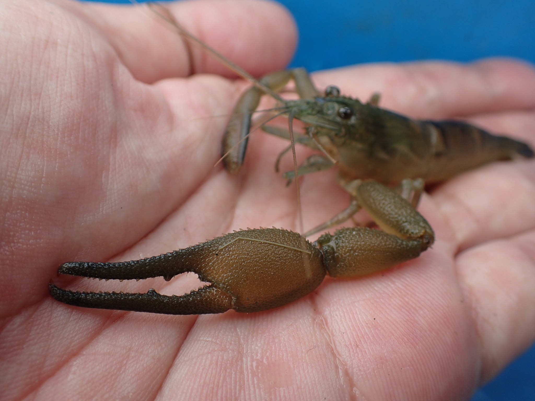 Macrobrachium lepidactyloides (De Man, 1892)