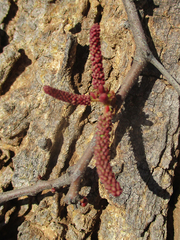 Senegalia nigrescens