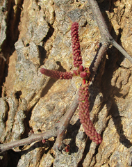 Senegalia nigrescens
