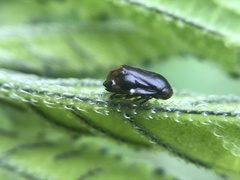 Clastoptera xanthocephala
