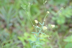 Aculops euphorbicolus