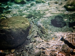 Herichthys carpintis