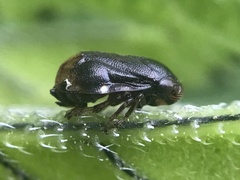 Clastoptera xanthocephala