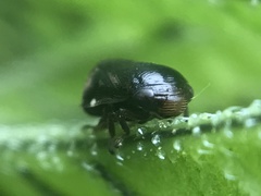 Clastoptera xanthocephala