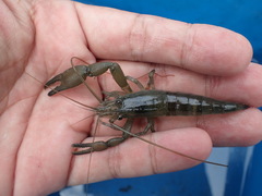 Macrobrachium lepidactyloides