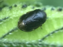 Clastoptera xanthocephala