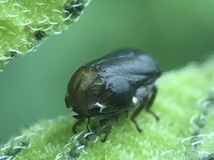 Clastoptera xanthocephala