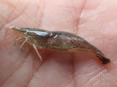 Caridina weberi