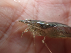 Caridina weberi