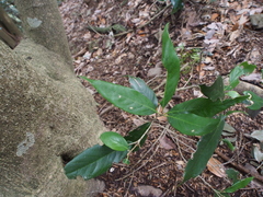 Quercus salicina