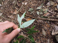 Quercus salicina
