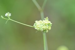 Aculops euphorbicolus
