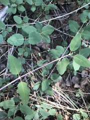 Lonicera arizonica