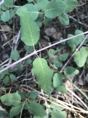 Lonicera arizonica