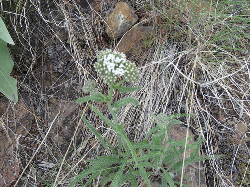 Yarrow
