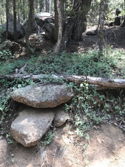 Lonicera arizonica