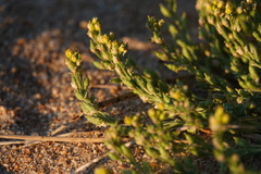 Rorippa subumbellata