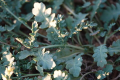 Rorippa subumbellata