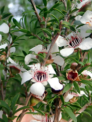 Leptospermum scoparium