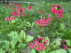 Primula japonica