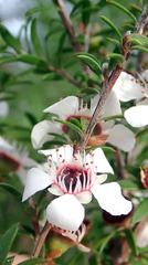 Leptospermum scoparium