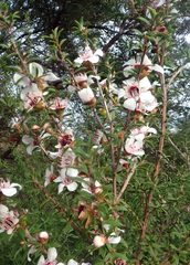 Leptospermum scoparium