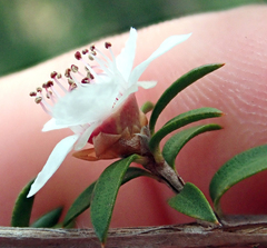 Leptospermum scoparium