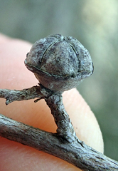 Leptospermum scoparium