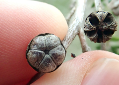 Leptospermum scoparium