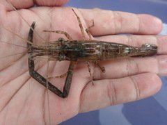 Macrobrachium formosense