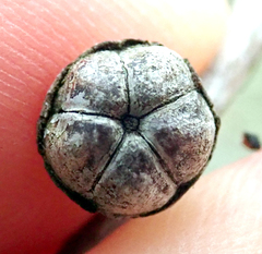 Leptospermum scoparium