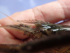 Macrobrachium formosense