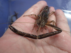 Macrobrachium formosense