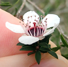 Leptospermum scoparium
