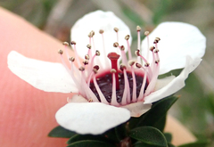 Leptospermum scoparium