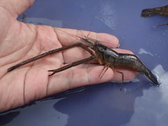 Macrobrachium formosense