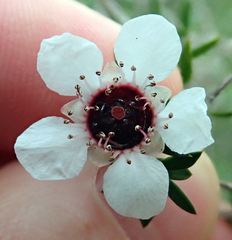 Leptospermum scoparium