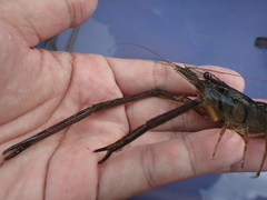 Macrobrachium formosense