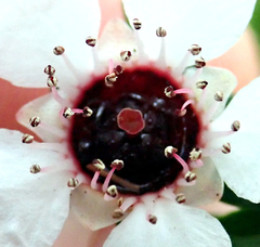 Leptospermum scoparium
