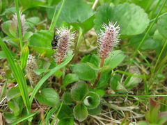 Salix stolonifera