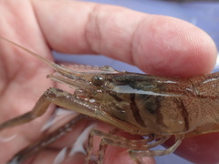 Macrobrachium formosense