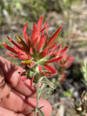 Castilleja miniata miniata